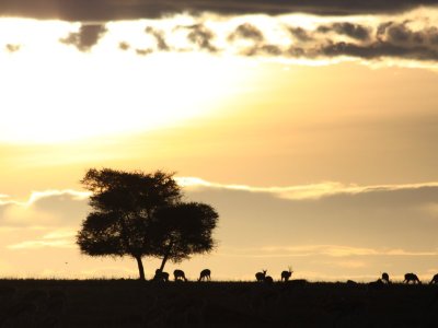 Dzień 11: Park Narodowy Serengeti